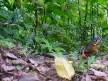 Scaled Antpitta